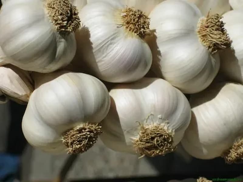 تصویر 1 از سیر تند تازه معطر مناسب تولید فرآورده های غذایی خشک